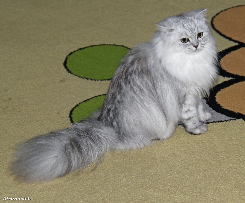 ДАША ЗАГРУСТИЛА. - Андрей Андреев Андреев