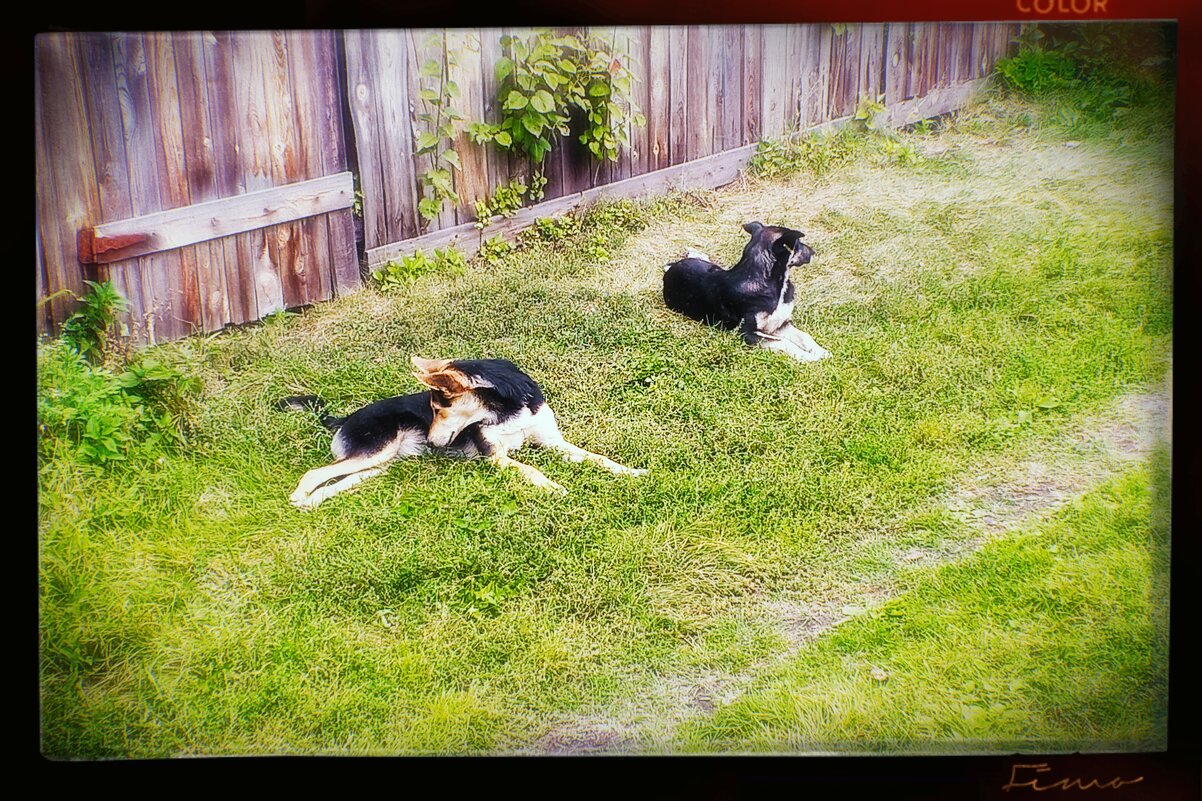 Дачная живность - Игорь Солдаткин