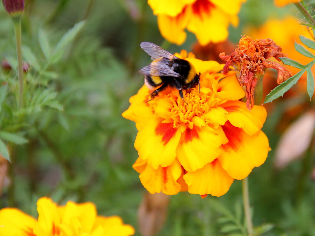 Шмель - victor Lion