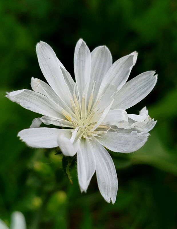 Цикорий альбинос - светлана льдокова