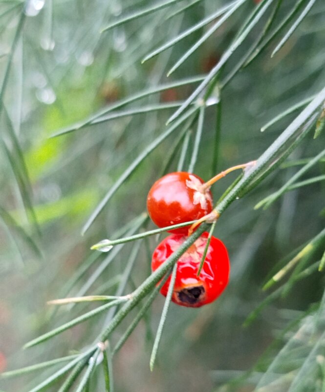Спаржа - светлана льдокова