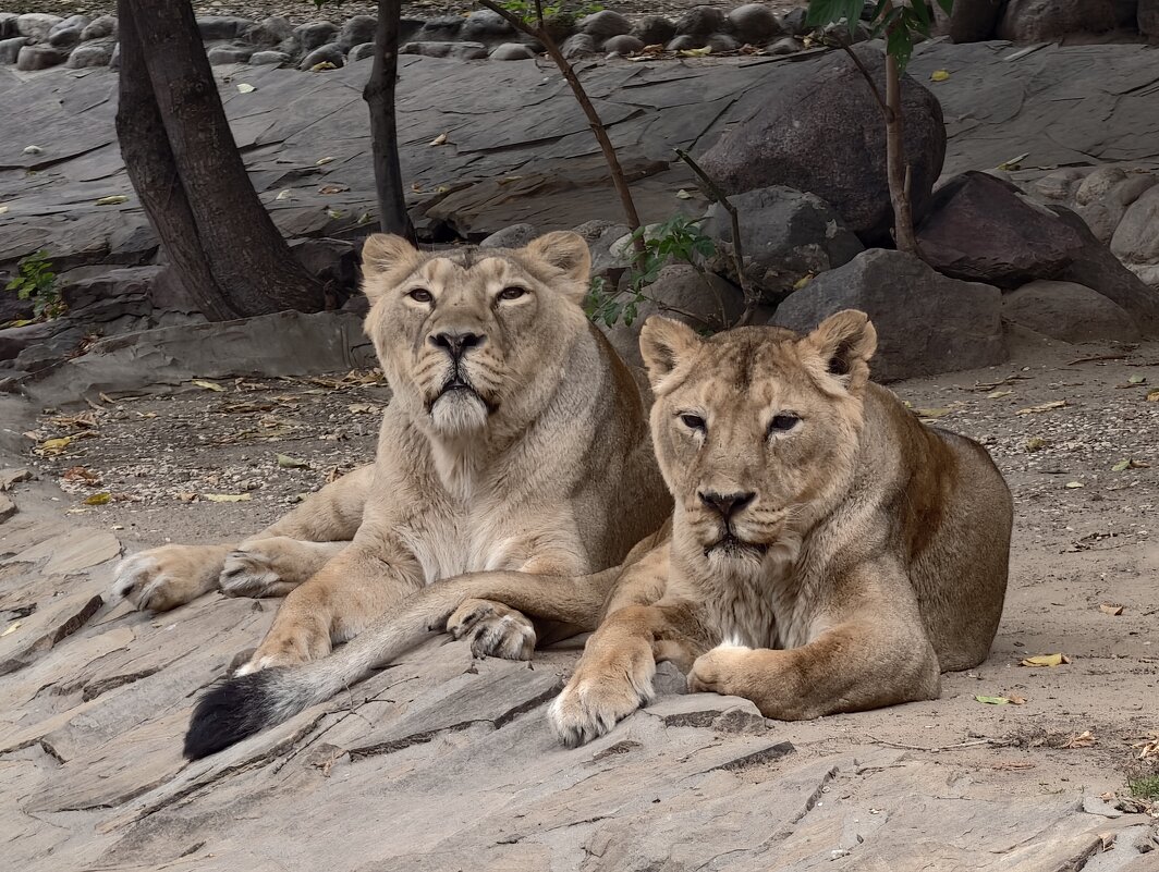 Львицы - <<< Наташа >>>