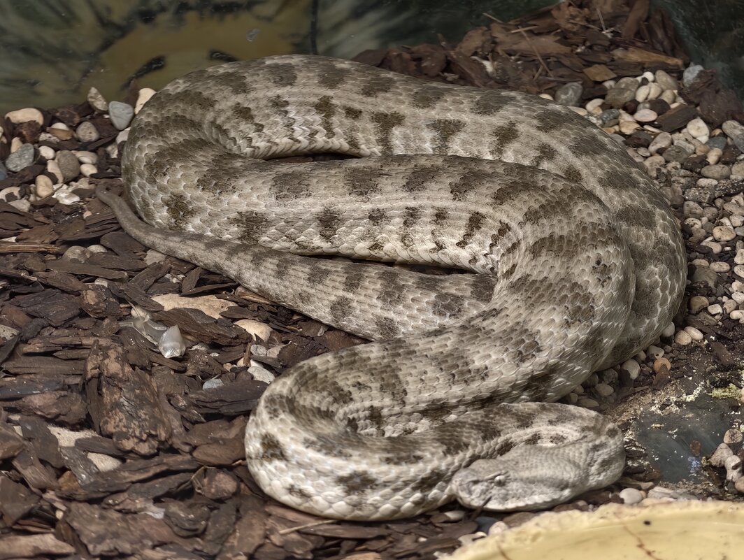 Гюрза - <<< Наташа >>>