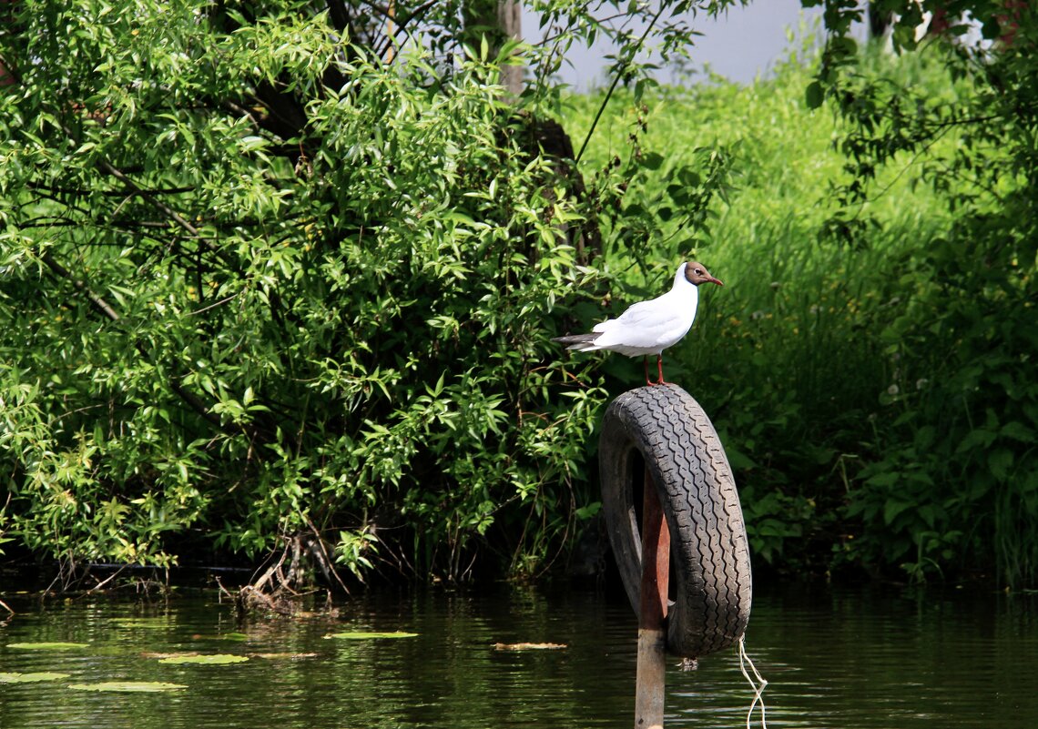 Место для парковки) - Любовь 
