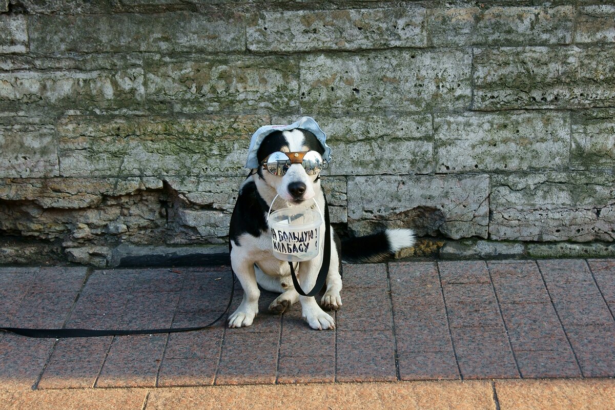 Пёс с ведром "на пропитание" - 1 - Игорь Тельцов