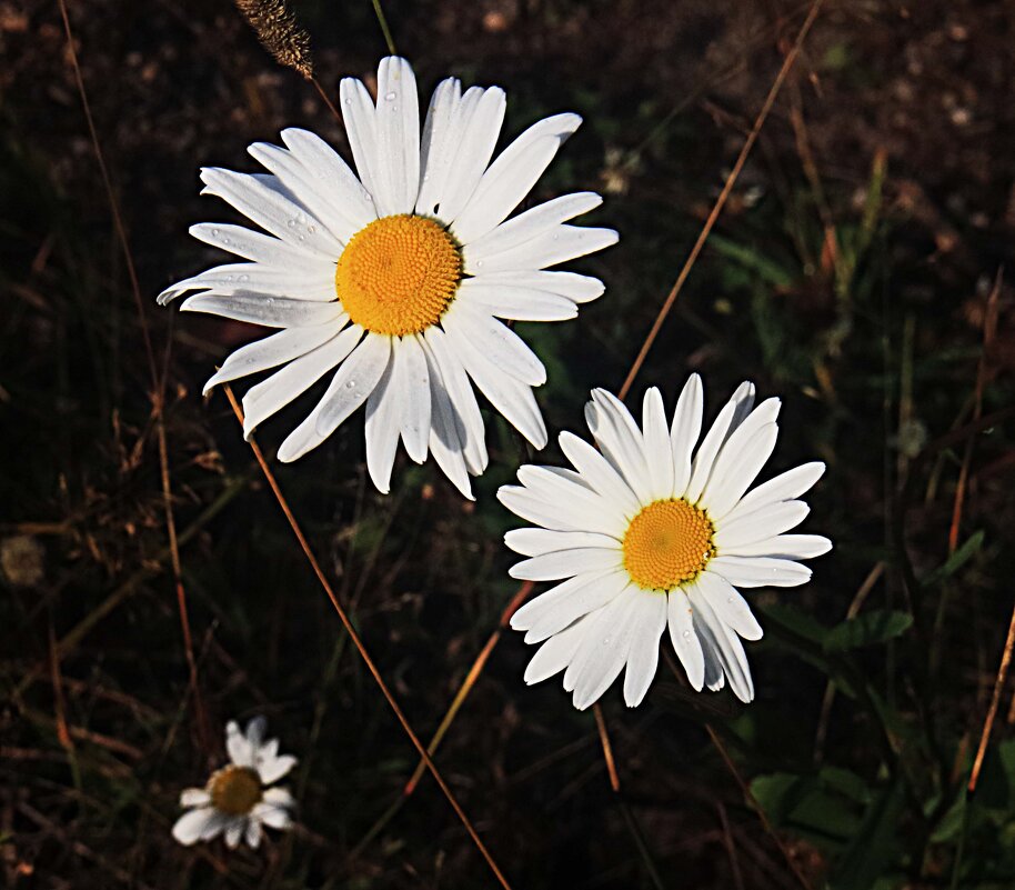 Август...Улыбка цветов! - Владимир 