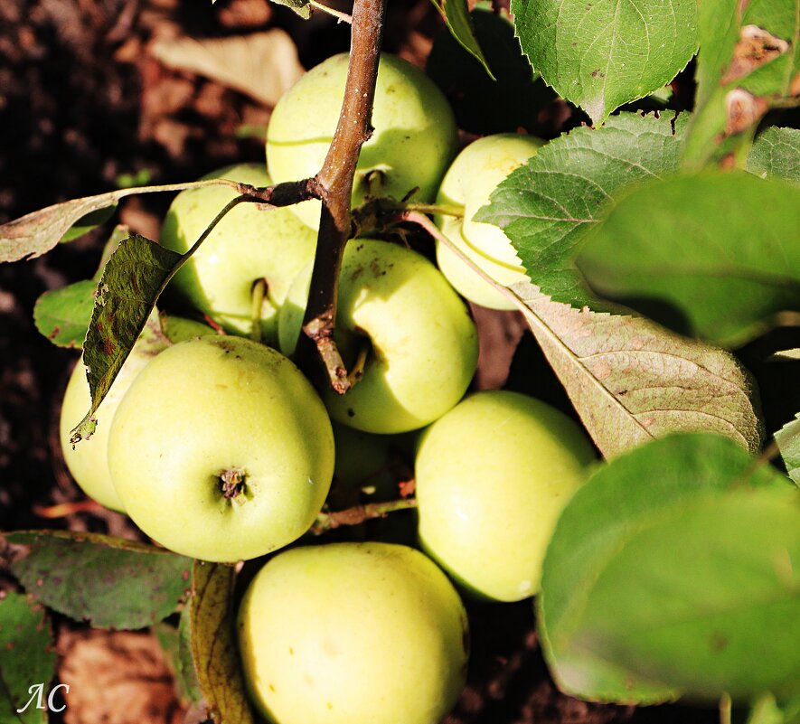 Урожай 2025 - Любовь Сахарова