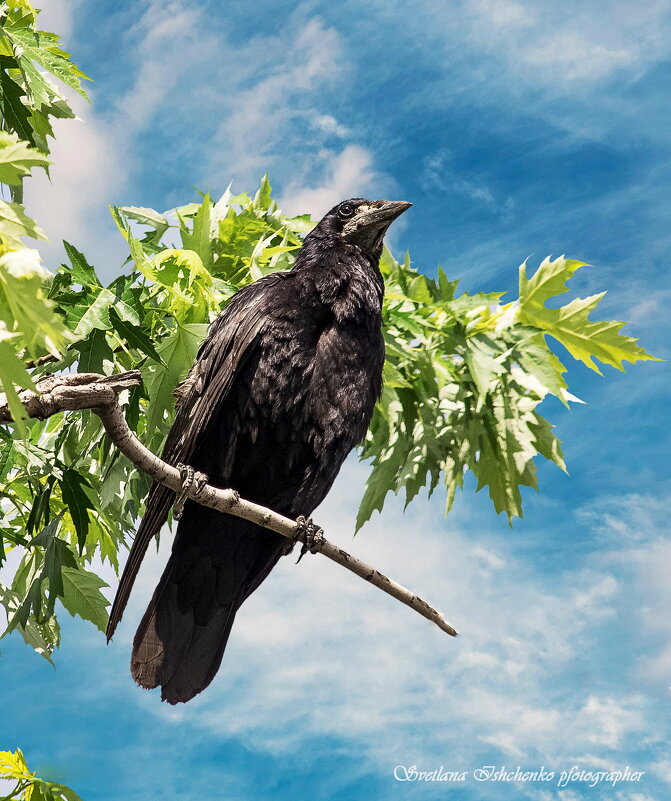 Ворон - Светлана Ищенко