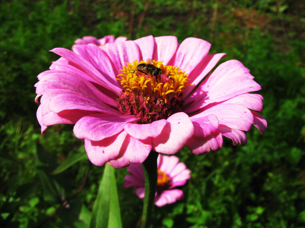 На циннии - Людмила Смородинская