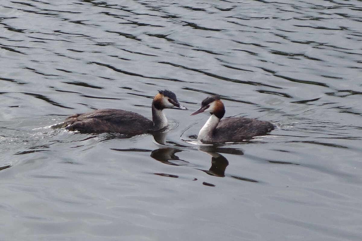 Чомга - Рита Симонова