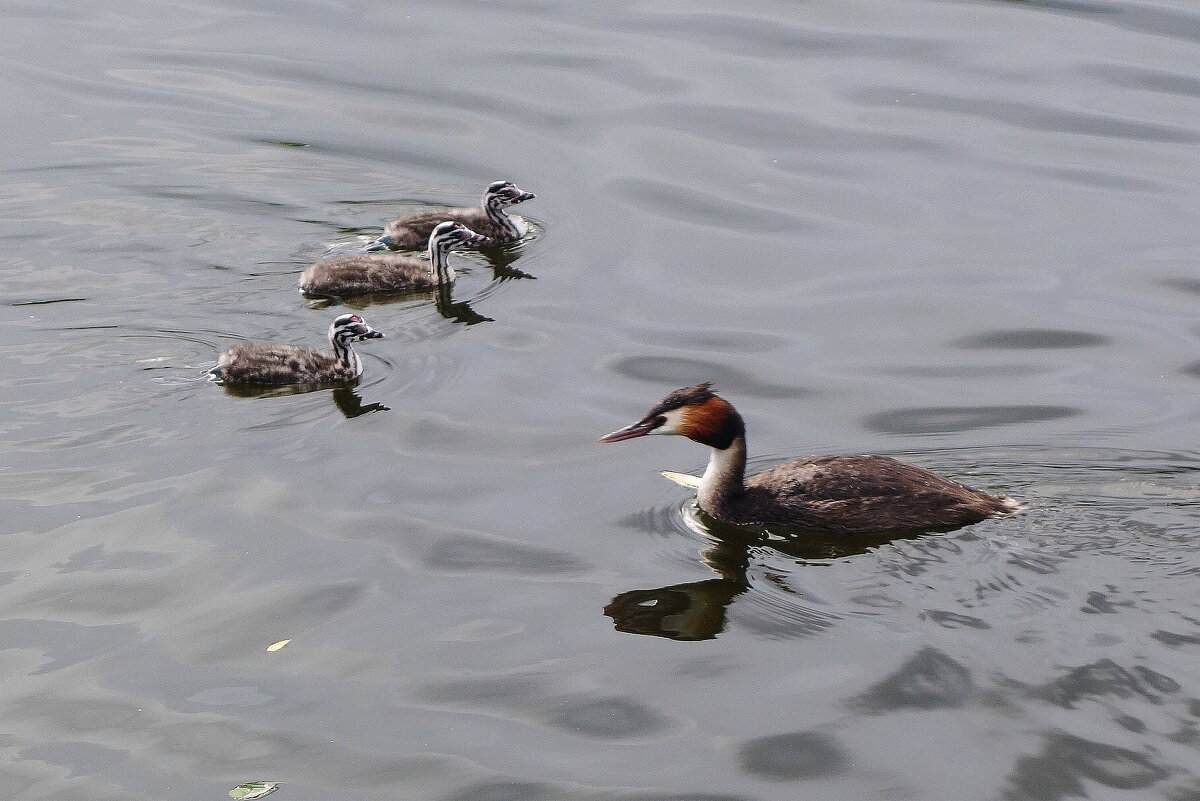 Чомга, птенцы - Рита Симонова
