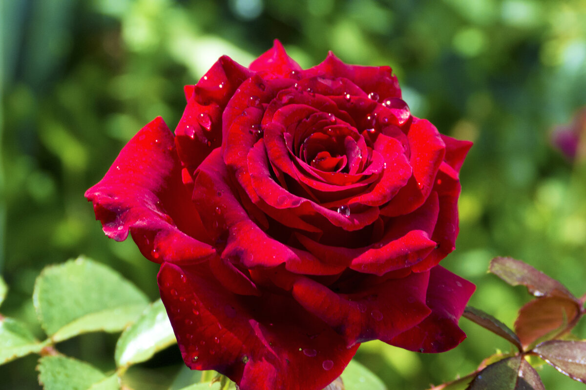 Бархатная  роза - Валентин Семчишин