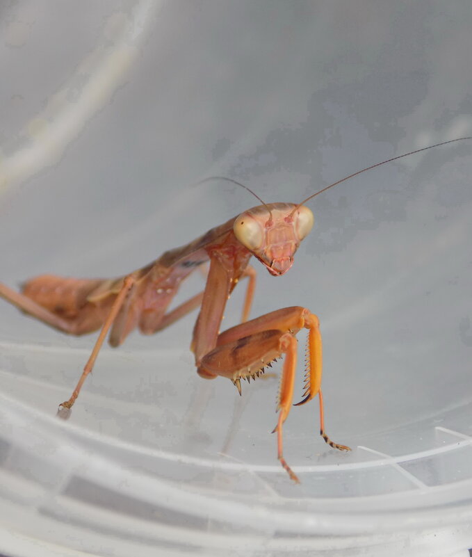 ... - Константин Штарк