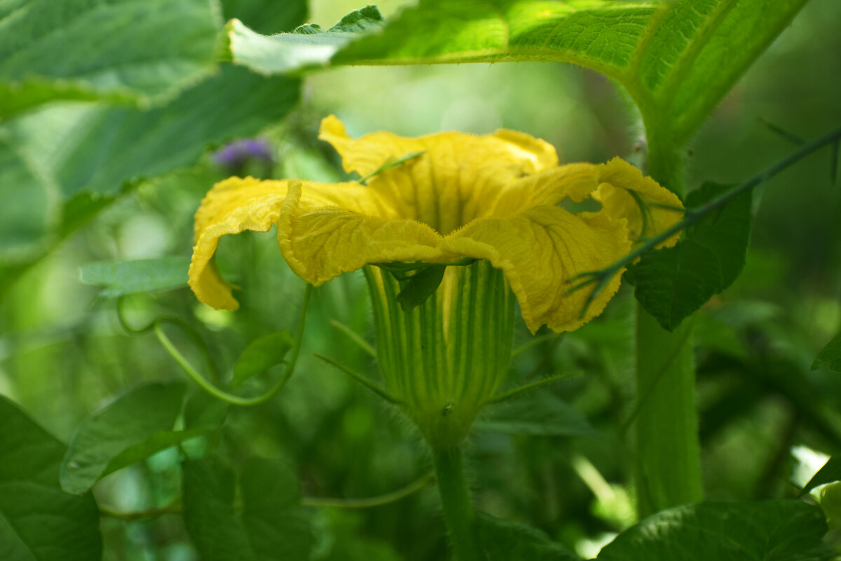 Лето в Ботаническом... Август. - Наташа *****