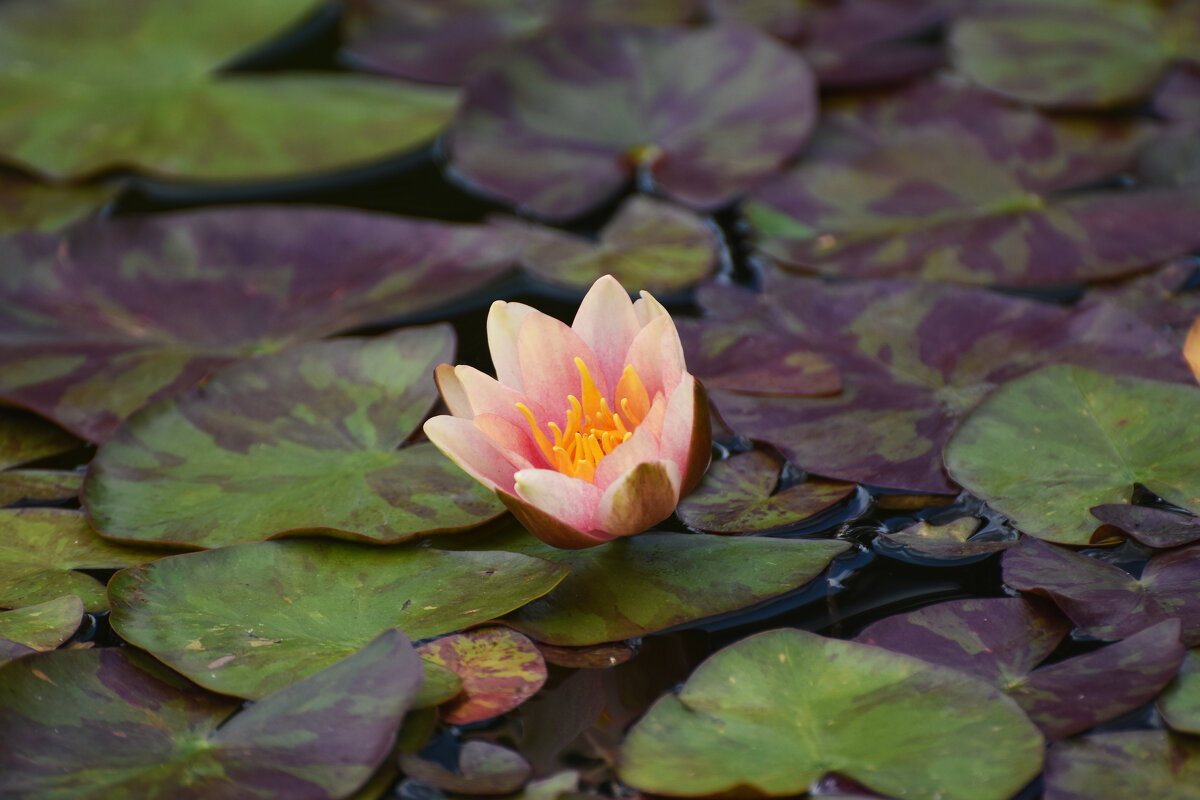 Лето в Ботаническом... Август. - Наташа *****