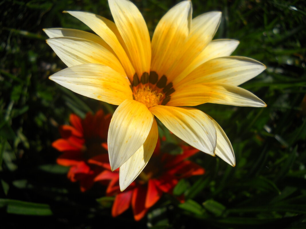 Газания - Victoria 