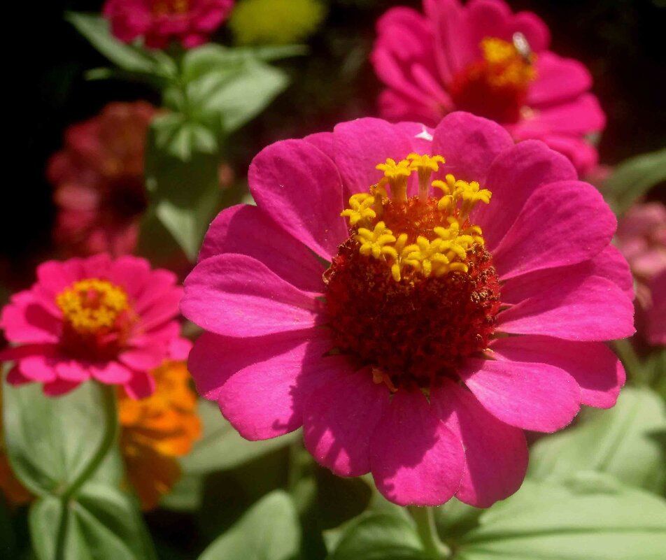 Циния - Елена Семигина