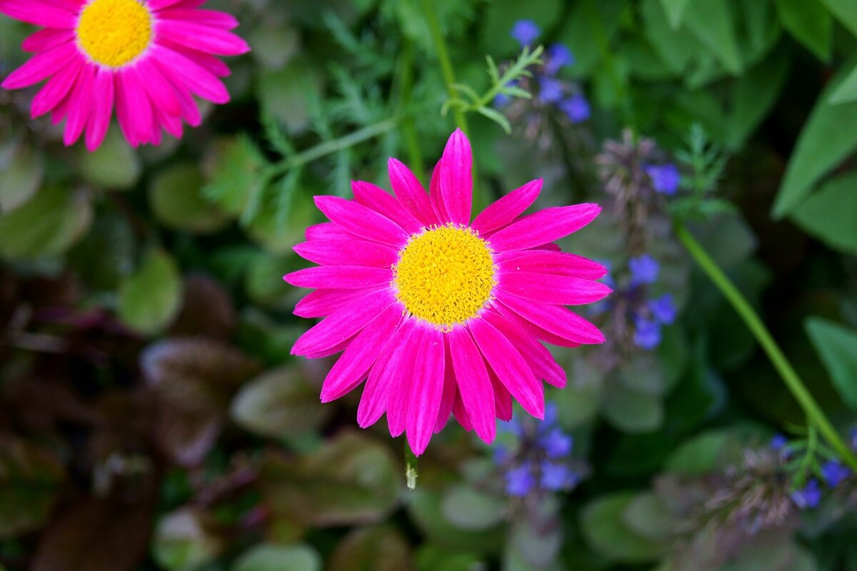 Городские цветы - Игорь Тельцов