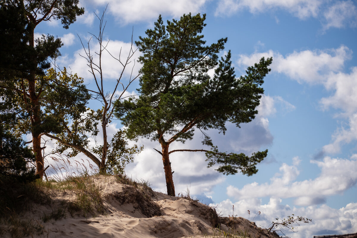 Сосна - Валерий Пославский