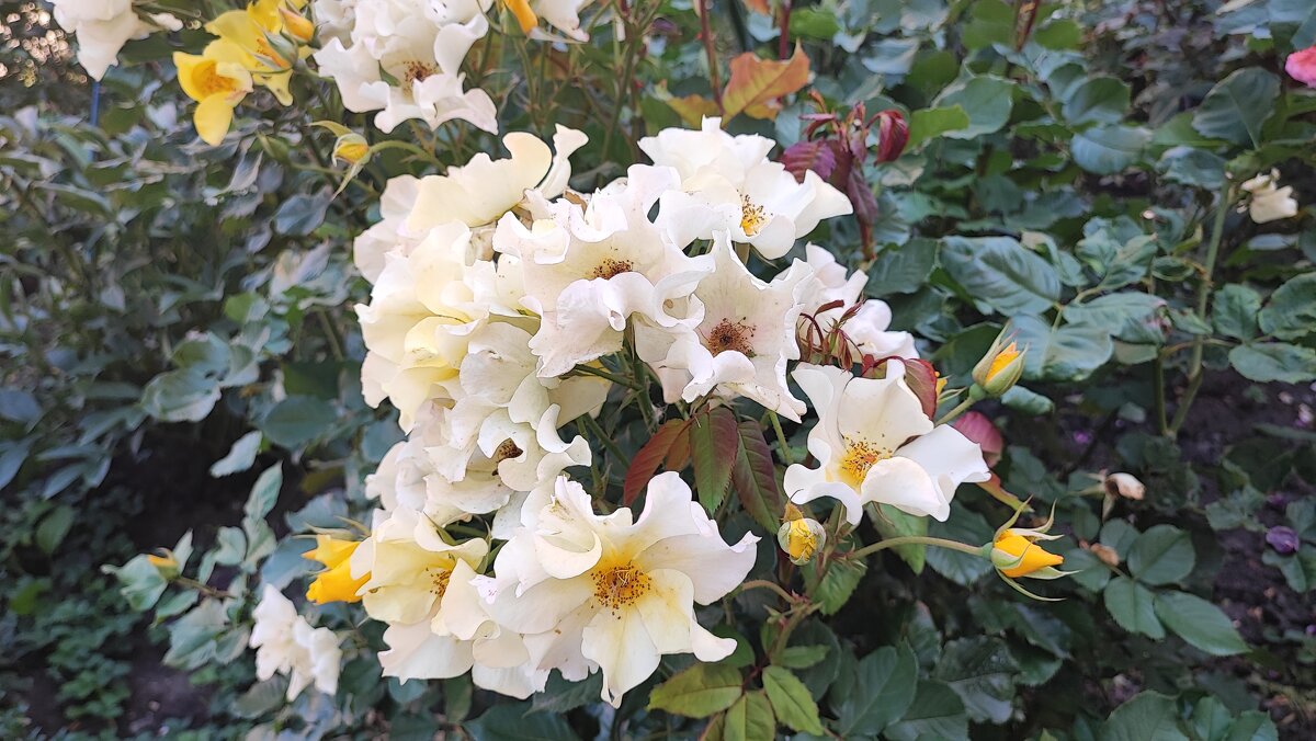 ,,, - Сергей Тимоновский