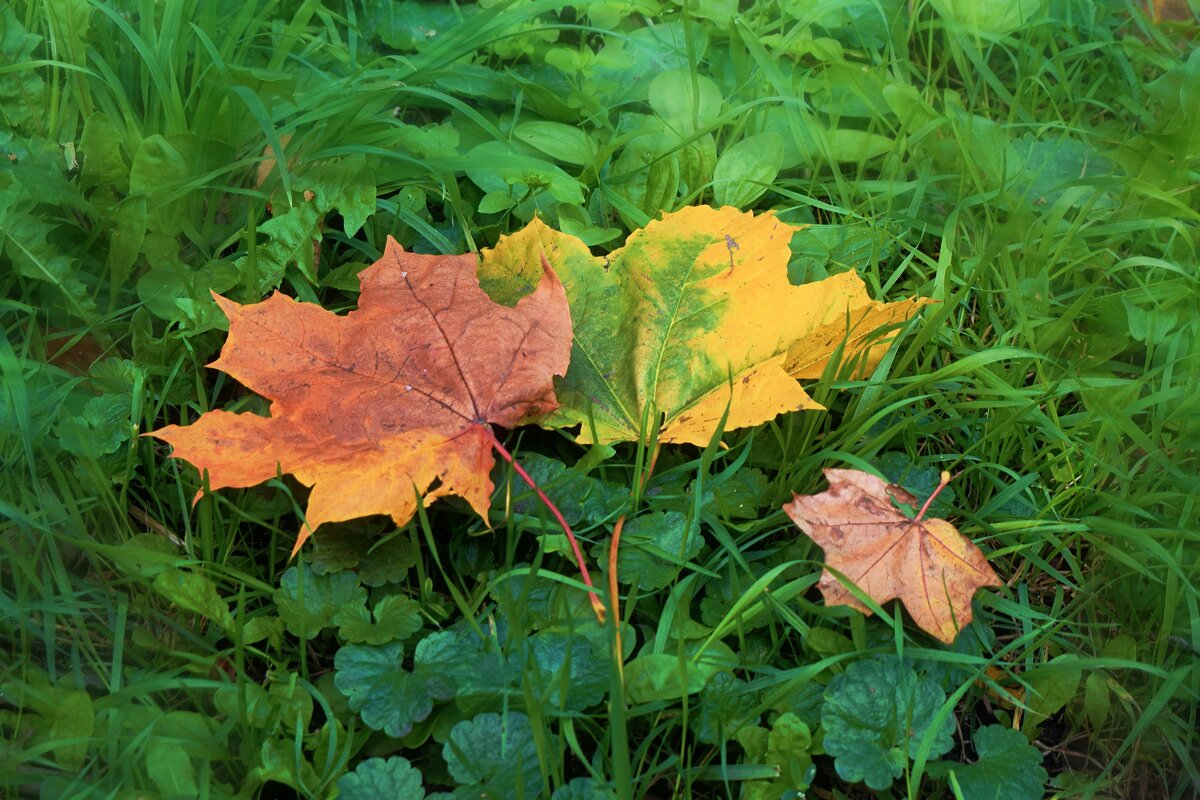 - Я календарь переверну и снова 3-е сентября - Михаил Шуфутинский - Татьяна Помогалова - Я календарь переверну и снова 3-е сентября - Михаил Шуфутинский - Татьяна Помогалова