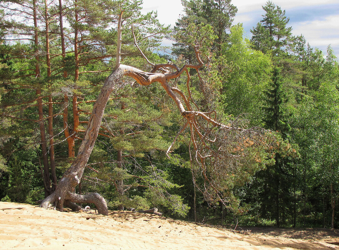 На сопках - Александр Ильчевский 