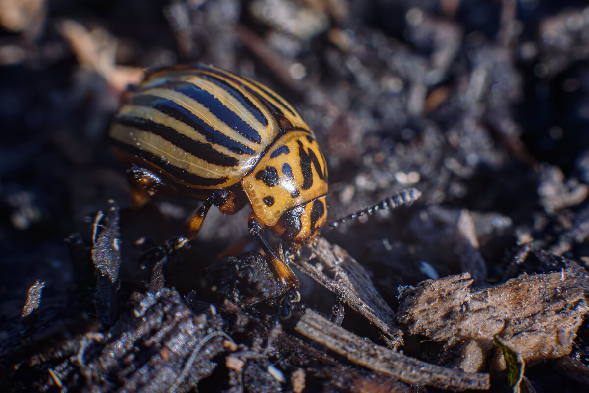 Гость из Колорадо - Михаил Соколов