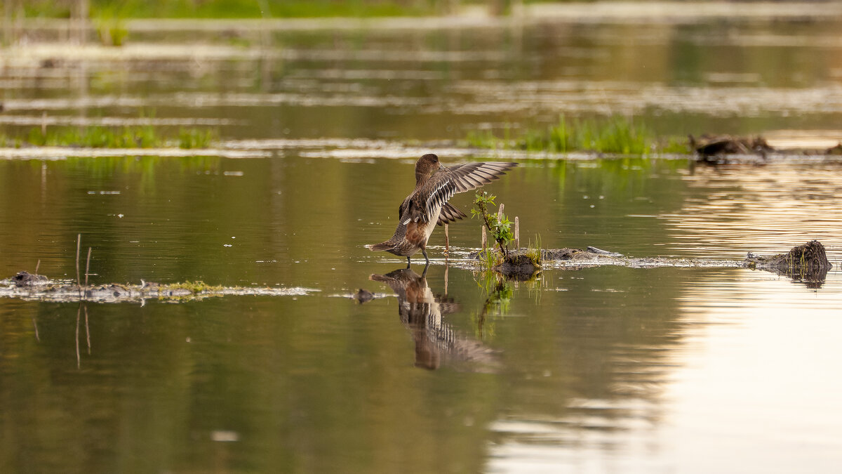 Свиязь (Anas penelope). Птицы Сибири. - Вадим Басов