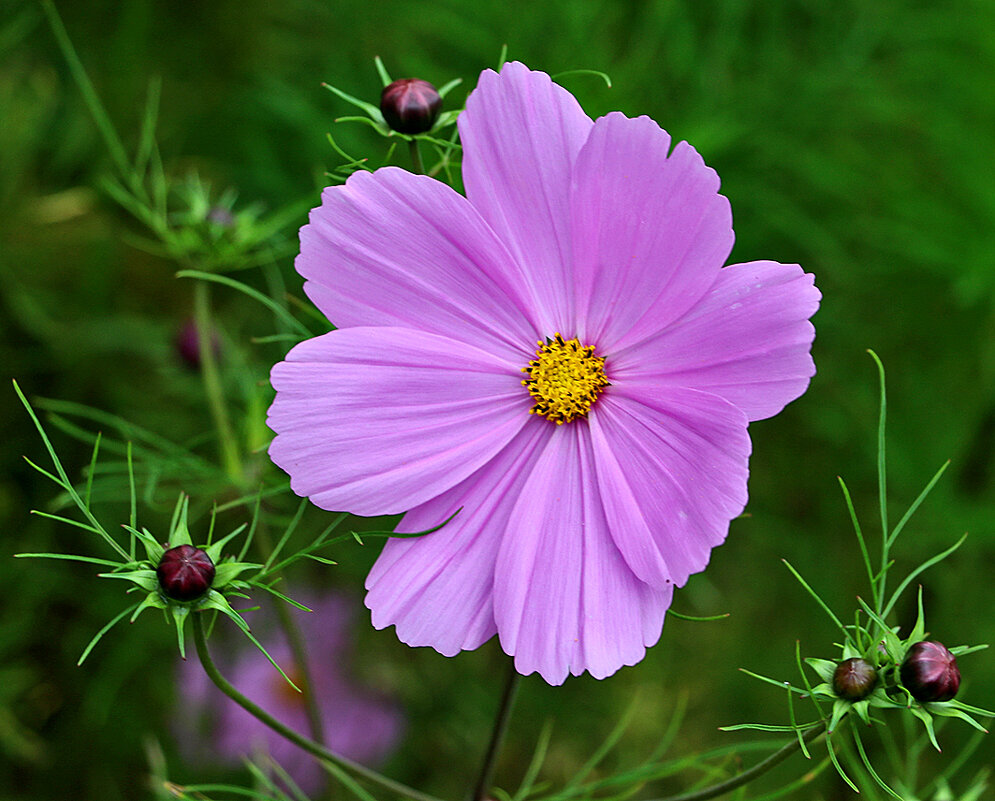 *** - Светлана 