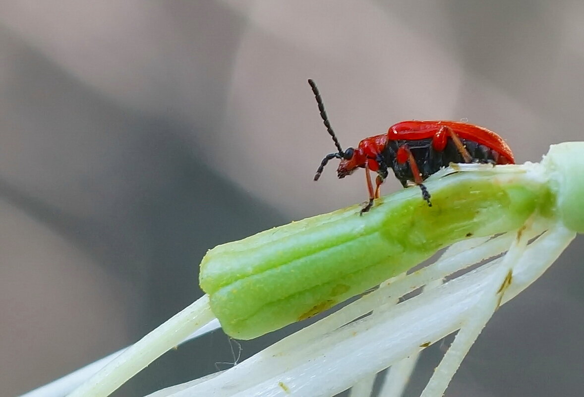 Макро мир вокруг нас... - Николай Саржанов