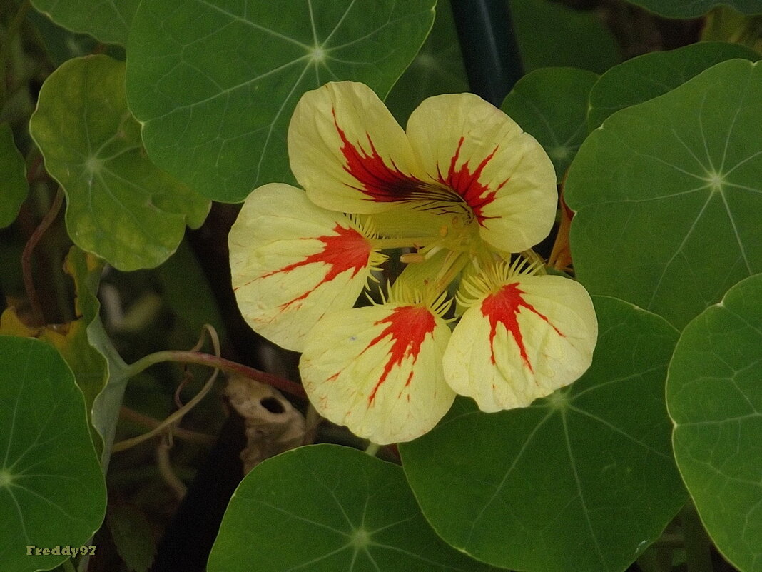 Настурция - Freddy 97