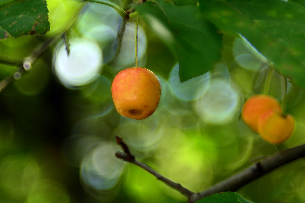 Ранетки - Геннадий Супрун