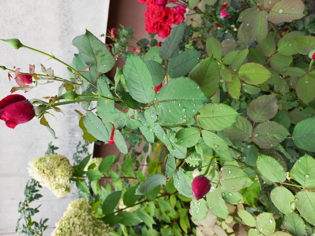 После дождя - Svetlana 