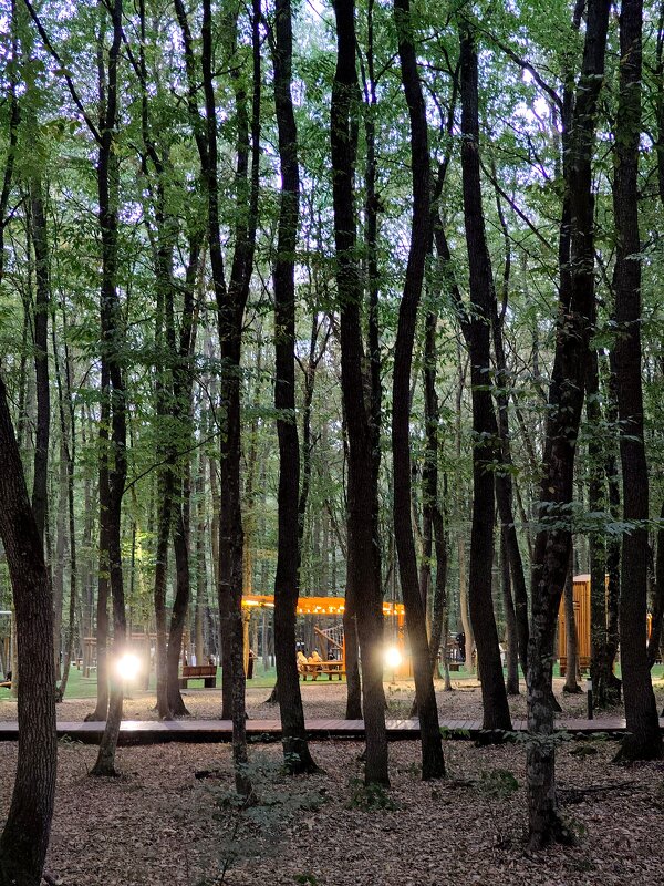 В лесу за городом...Вечерняя прогулка - tatyana 