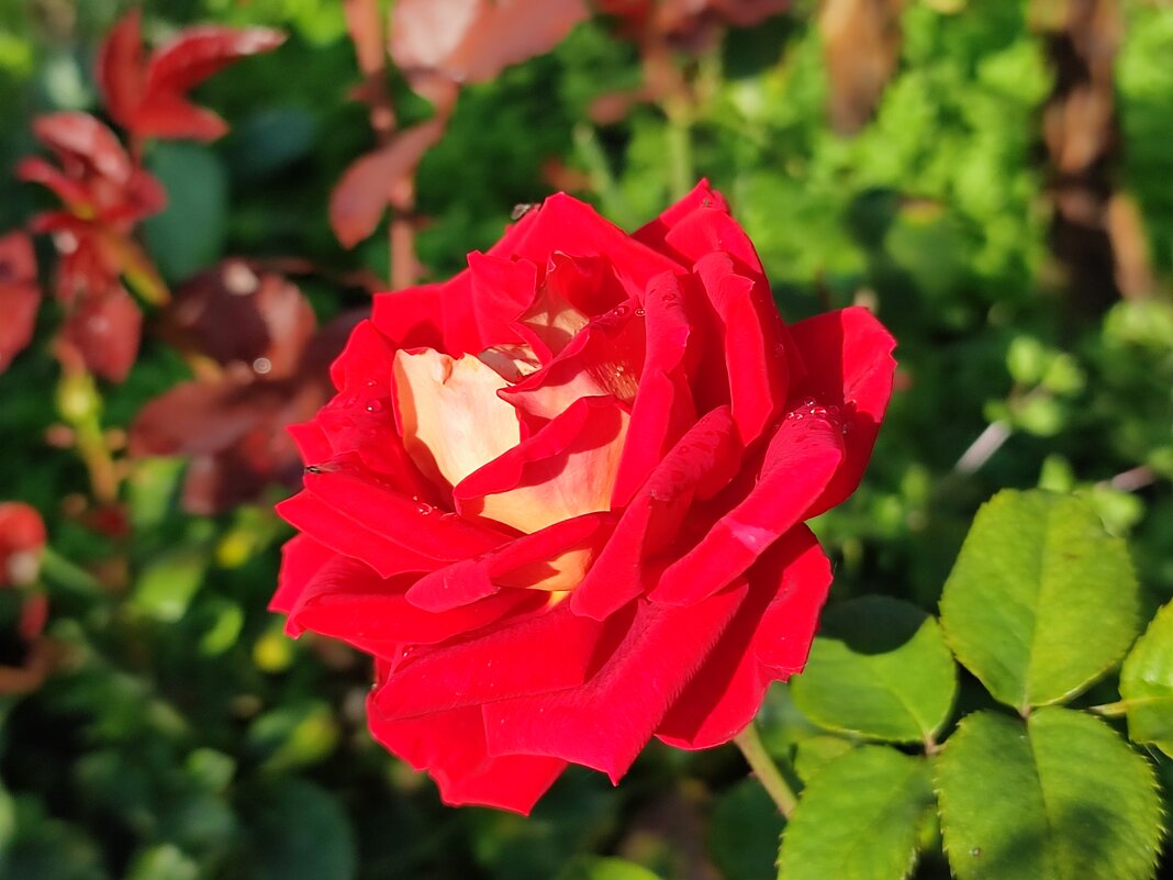 Роза сентября - Валентина Богатко 