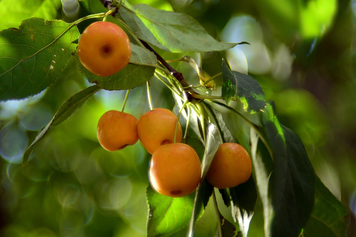 Ранетки - Геннадий Супрун