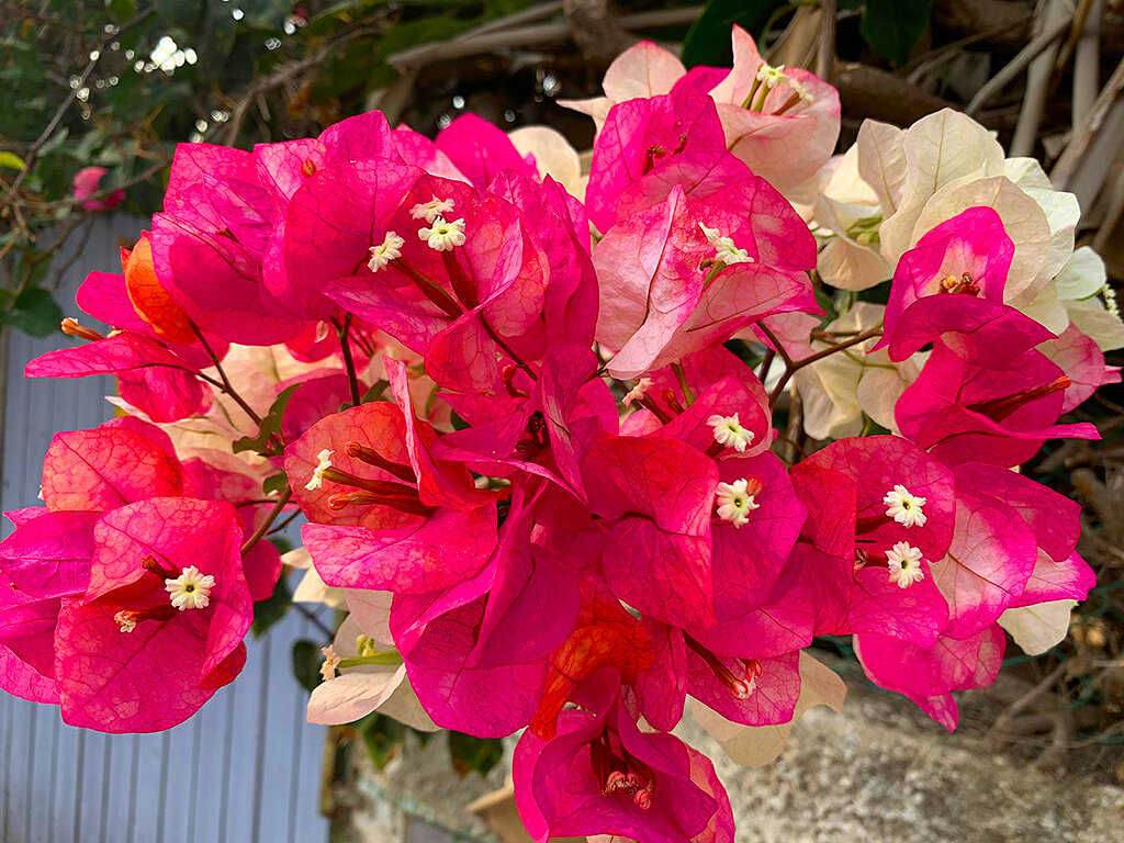 БУГЕНВИЛЛИЯ - Анатолий Малобродский