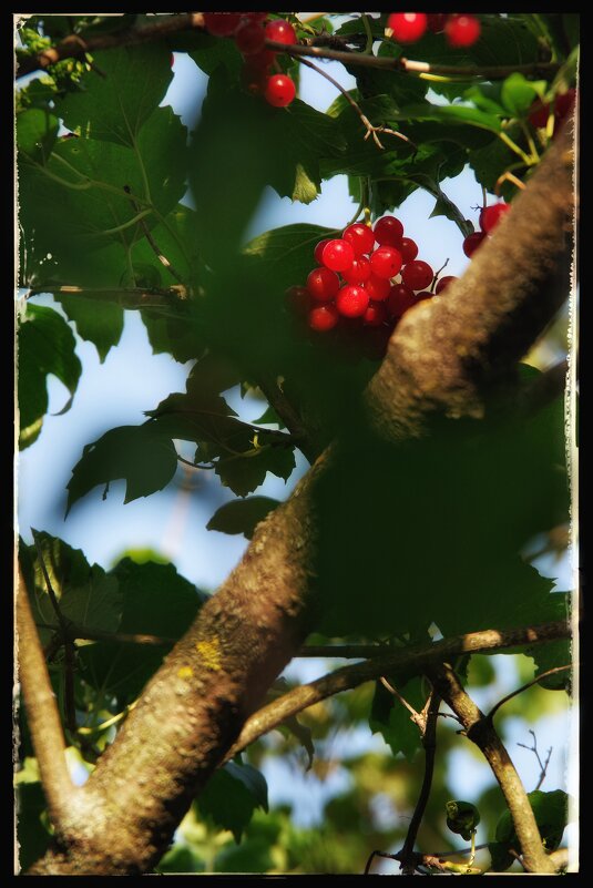 Калина красная... - Руслан 