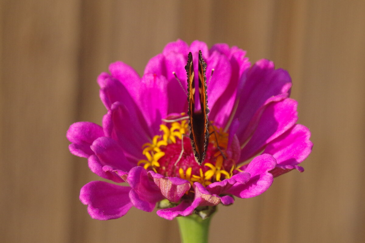 Бабочка - Сергей Швечков