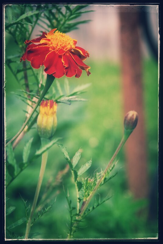 Бархатцы. - Руслан 