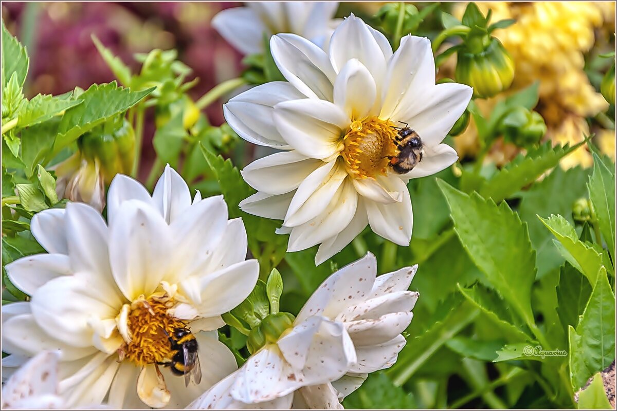 Про шмелей... - Aquarius - Сергей Про шмелей... - Aquarius - Сергей