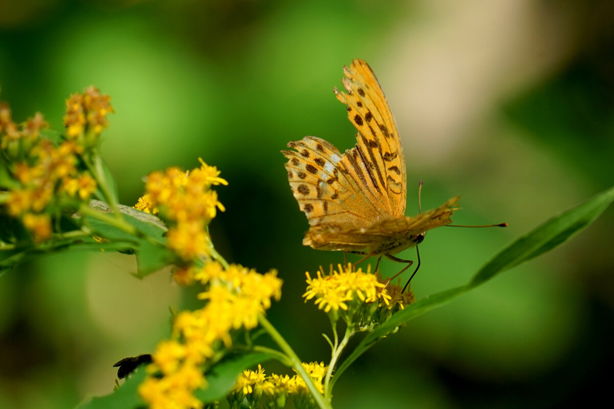 Природа конца лета 6 - Александр Прокудин Природа конца лета 6 - Александр Прокудин