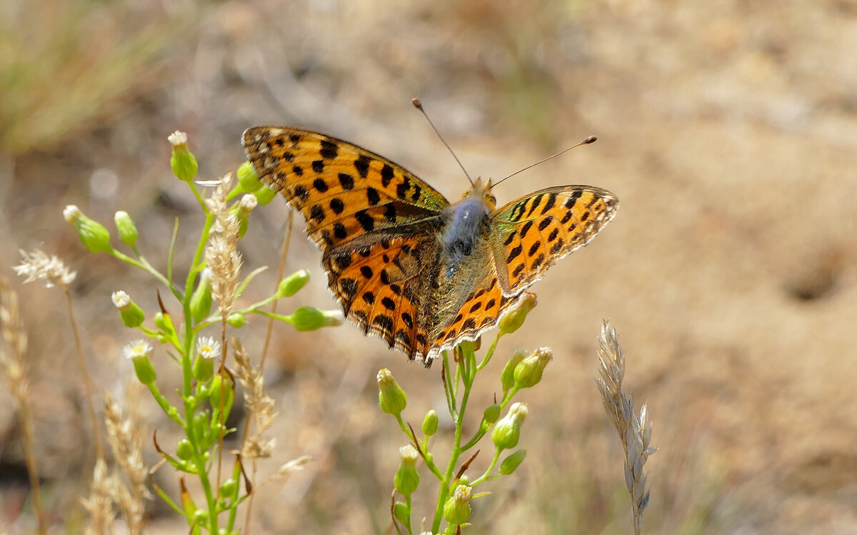 Природа конца лета 9 - Александр Прокудин