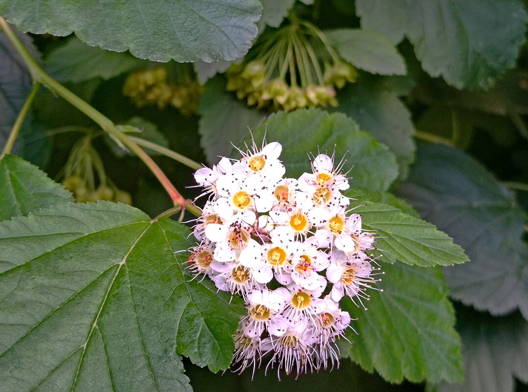 Пузыреплодник нынче уродился прямо с цветами... - Александр Чеботарь