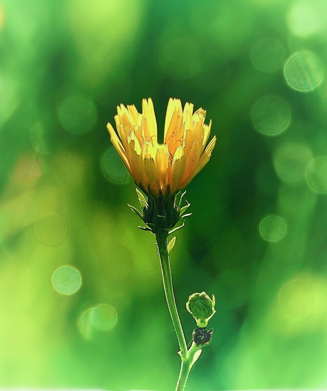 *** - Олег Алексеев