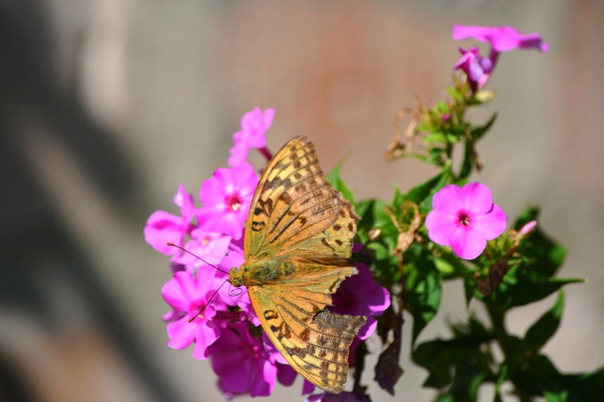 Трудное лето - Татьяна Евдокимова