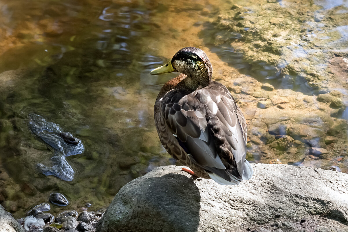 Пруд Лопухинского сада. - Виктор Орехов