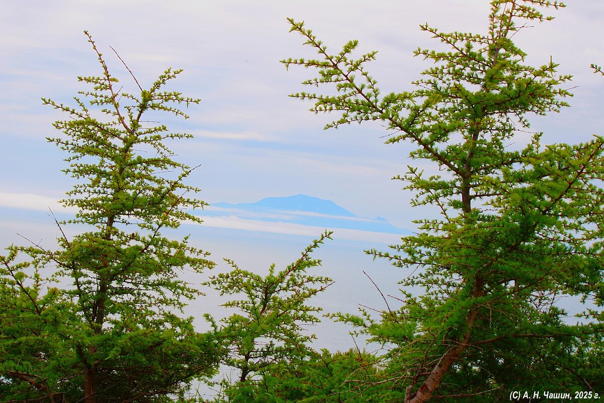 Пейзаж с лиственницей - Александр Чашин