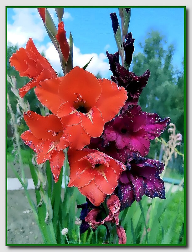 Цветок с рожденья королевский... - Ольга Довженко Цветок с рожденья королевский... - Ольга Довженко