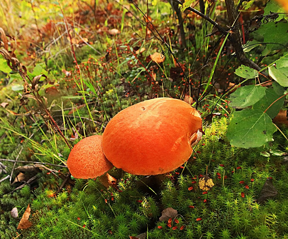 Август.....Мой лесной подарок! - Владимир 